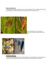 Batesian and Mullerian Mimicry: Colorful Strategies of Survival ...