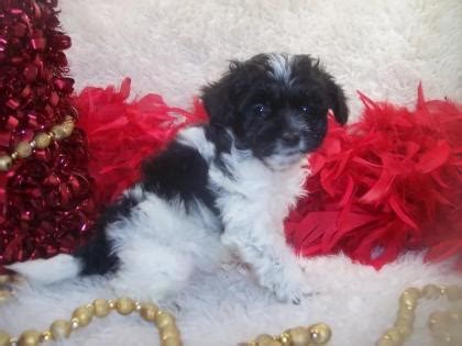 Shorkie poo Puppies For Sale