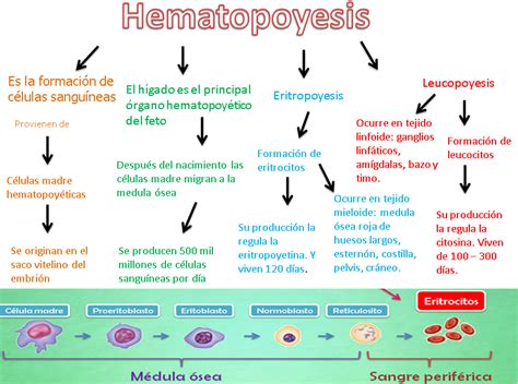 Carolina Checa Hematopoyesis