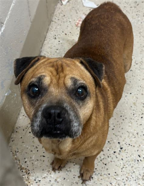 Brevard County, FL - South Animal Care and Adoption Center | Melbourne FL