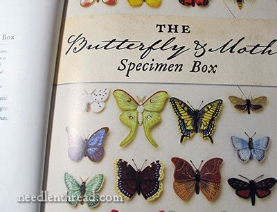 Stumpwork Butterflies Moths By Jane Nicholas A Book Review