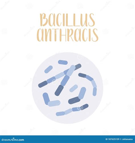 Bacillus Anthracis Pathogen Rod Shaped Gram Positive Bacteria