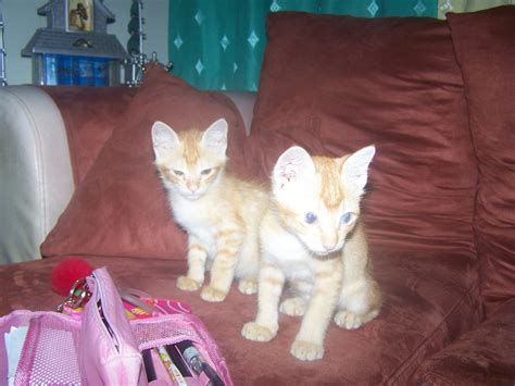 Twins Cat Cats Wallpaper 17725229 Fanpop