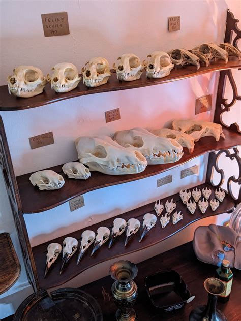 Mudlark Oddities in Seattle | Atlas Obscura