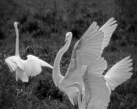 Dance of the Egrets Photograph by Becque Olson - Pixels