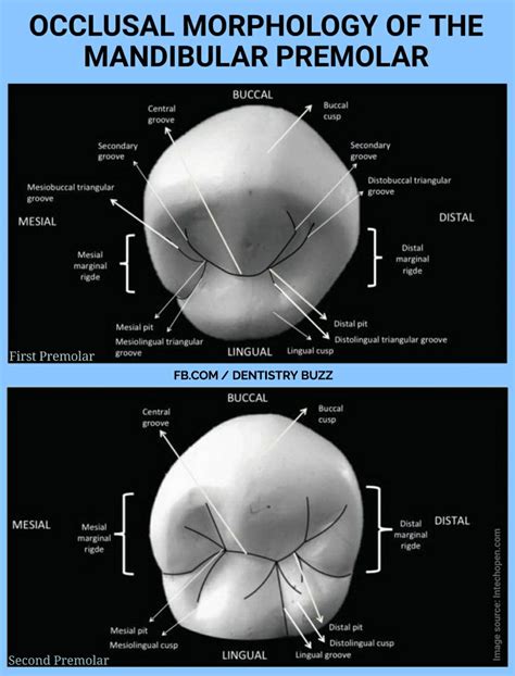 permanent maxillary  mandibular premolar teeth