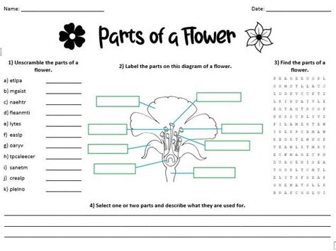 Parts Of A Flower Teaching Resources