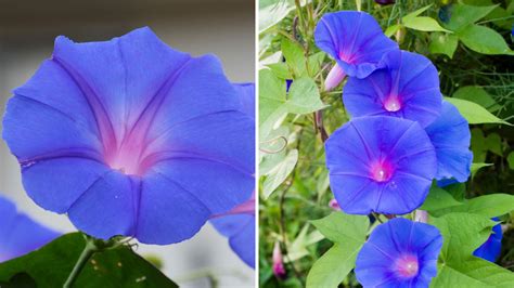 How to Grow Morning Glories in Containers - Garden Beds