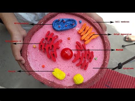 Animal Cell Model by Thermocol || Top 3d cell project for school ...
