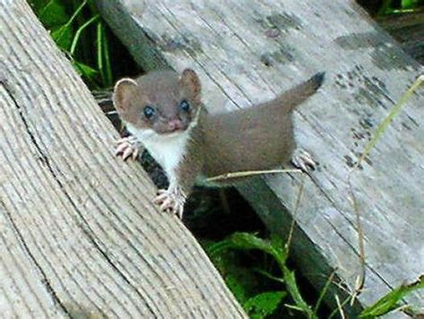 Baby Stoat Photorator