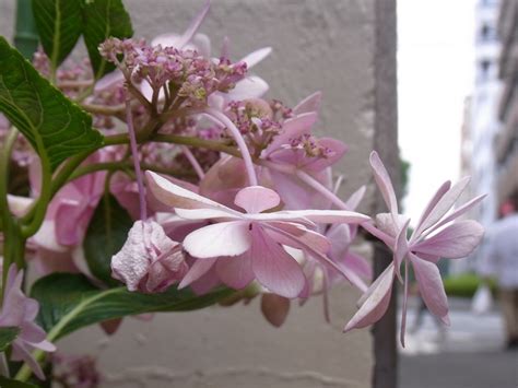 Casual Japanese Bystander Hydrangea Porn Part