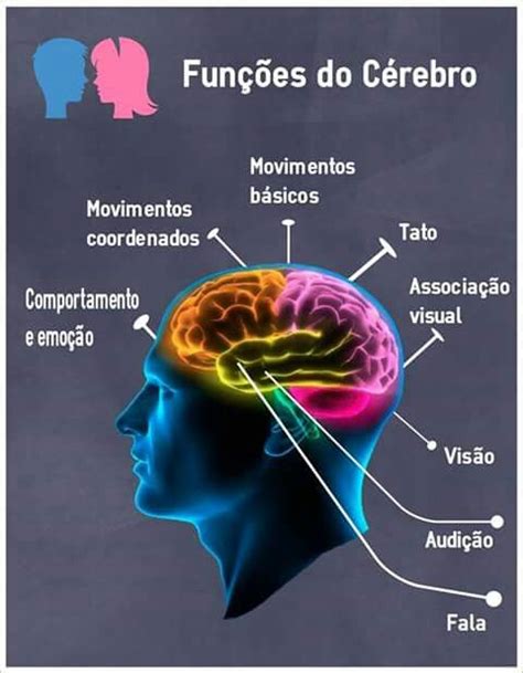 Partes Do Cérebro E Suas Funções
