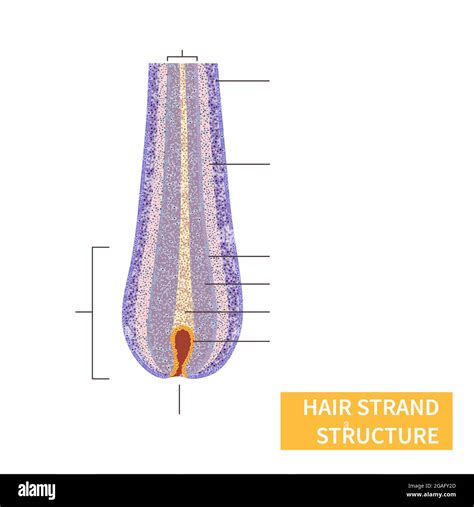 Hair Strand Structure Illustration Stock Photo Alamy