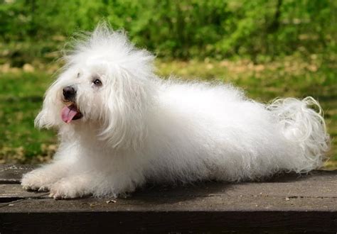 Болонки: все виды породы с фото, ценой и описанием