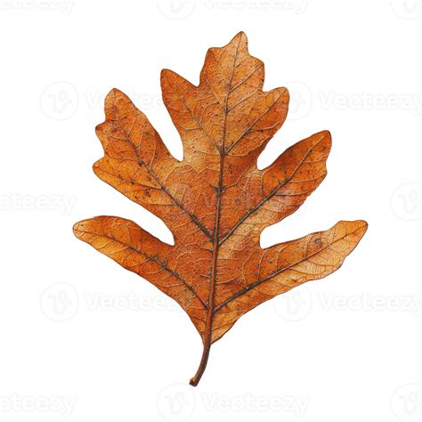 An Oak Leaf 51154703 Png