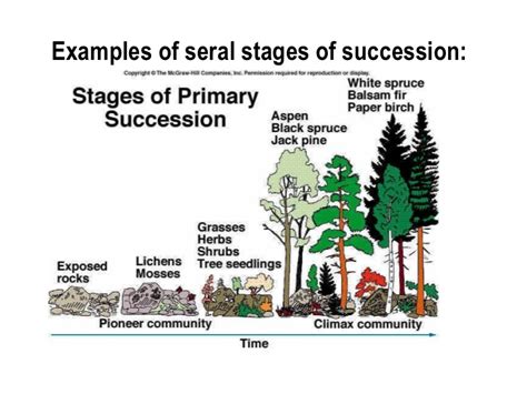 Succession Definition Biology Gcse