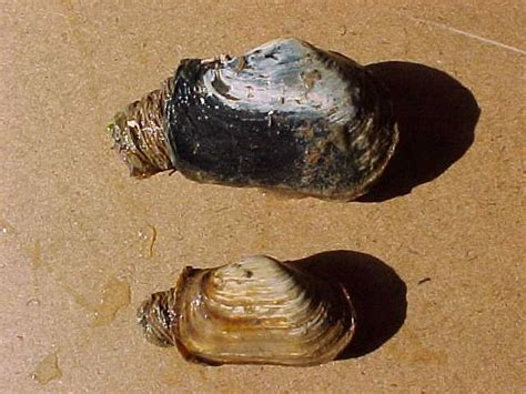 sea clams lupongovph