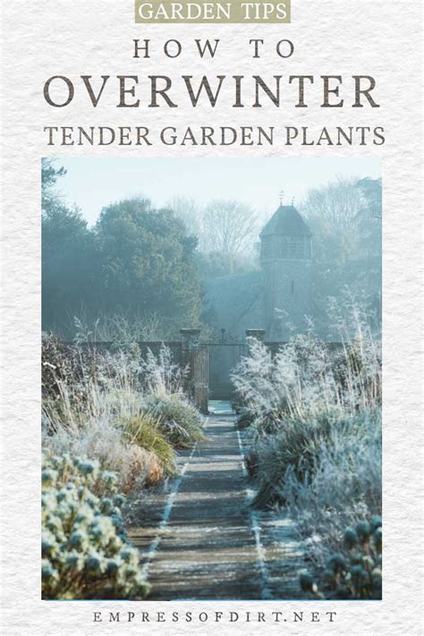 How To Overwinter Plants For The Winter Definition Tips