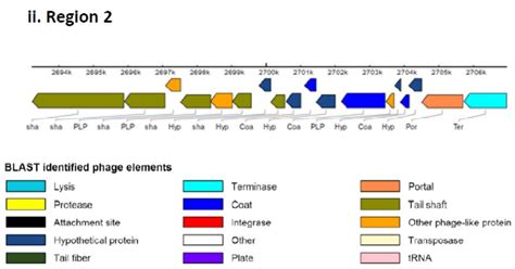 Prophage Region Have Been Identified In The Genome Of B Melitensis