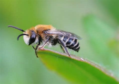bee definition description hymenoptera types facts britannica