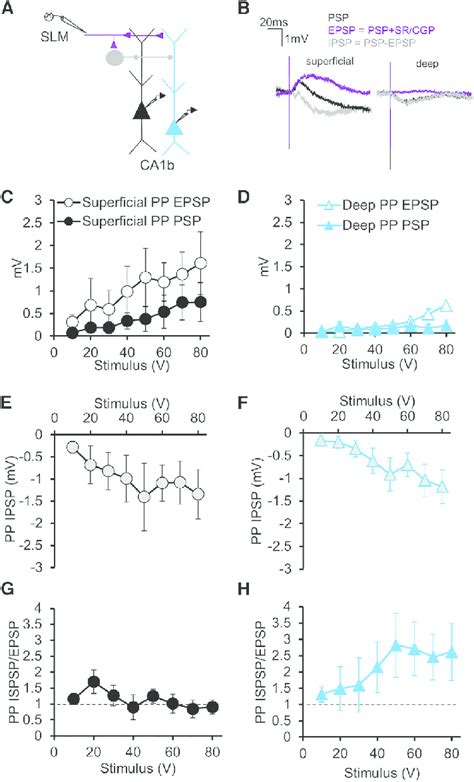 Inhibition Evoked By PP Stimulation In Superficial And Deep CA1 PNs Of