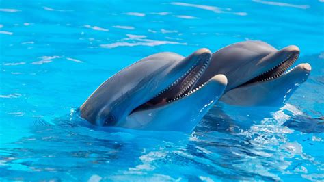 Dolphins Humans And Primates Have Similar Personality Traits