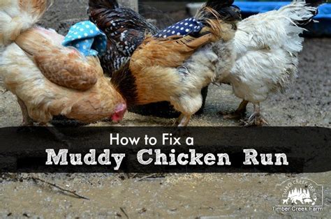 How To Fix A Muddy Chicken Run Timber Creek Farm