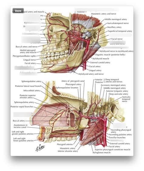 Maxillary Artery Diagram Quizlet