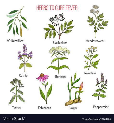 Herbs For Fever Cure Royalty Free Vector Image