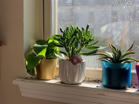 Don We Now Our Gay Apparel R Succulents