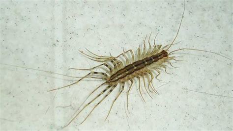 House Centipede vs Silverfish - How to tell the difference (2022)