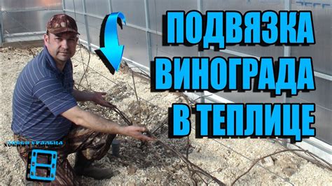 ПОДВЯЗКА ВИНОГРАДА К ШПАЛЕРЕ В ТЕПЛИЦЕ. ВЫРАЩИВАНИЕ ВИНОГРАДА В ТЕПЛИЦЕ ...
