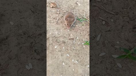 Rat Short Video Youtube