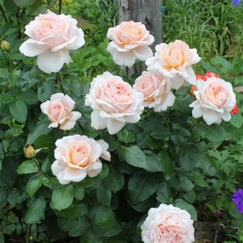 Саженцы розы андре ле нотр купить в Москве по цене от 690 рублей