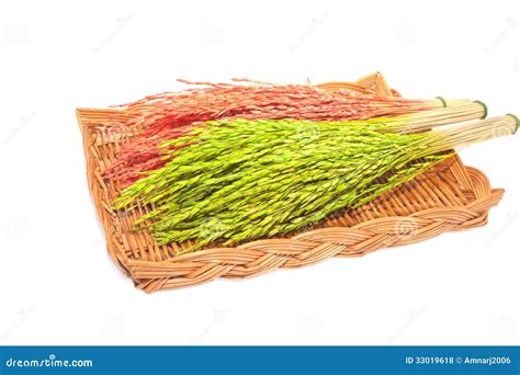 Rice Bunch Royalty Free Stock Photography 65654039