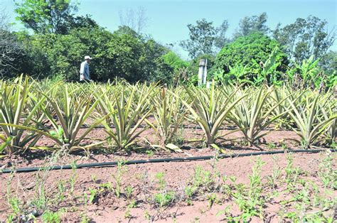 Riego en cultivo de piña ABC Rural ABC Color