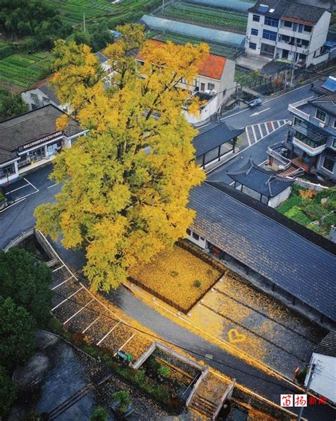 柯桥区“微改造、精提升” ｜紫洪山村：古银杏焕发新活力 点亮美丽乡村“金色画卷”