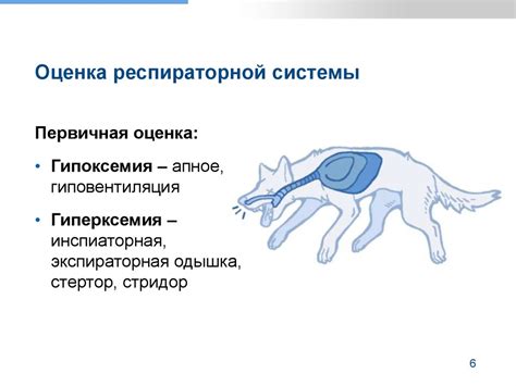 Триаж в ветеринарной медицине - презентация онлайн