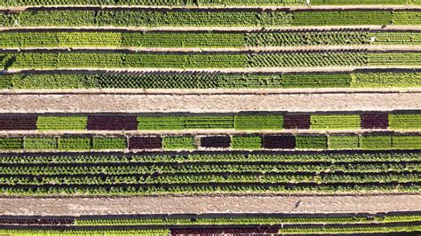 NUNHEMS Murcía | Juanfran Martínez