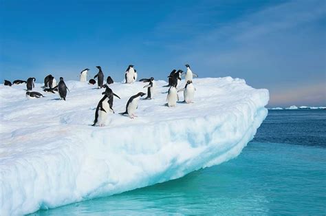 Antarctic Penguins Wallpaper