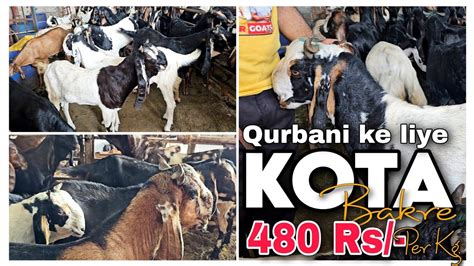 Kota Bakre Bhi Wazan Pe Aagaye Star Goats Farm Asif Std