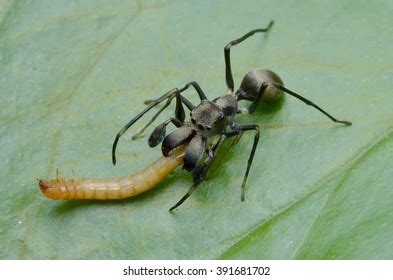 813 Ant mimicking spider Images, Stock Photos & Vectors | Shutterstock