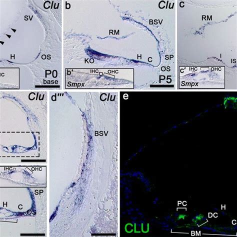 Spatial Expression Patterns Of Clu Mrna And Protein In The Postnatal Download Scientific