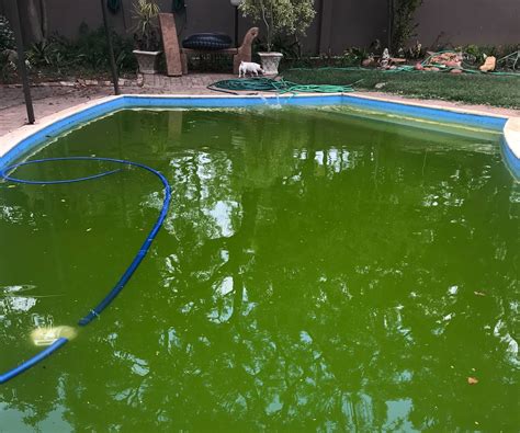 how to get rid of black algae in a pool 3