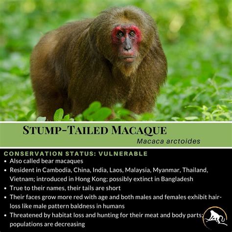 Stump-Tailed Macaque, Macaca arctoides | New England Primate Conservancy