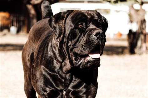 Black Boerboel: The Guard Dog Of Your Dreams