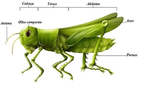 Insetos - Biologia Net