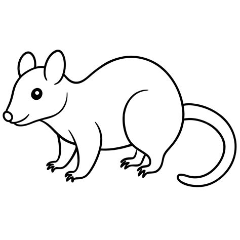 why opossum is wild animal not pet 9