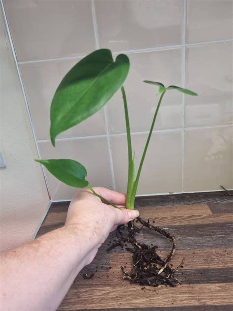 Monstera Deliciosa Swiss Cheese Plant Cuttings Medium Well Etsy Uk