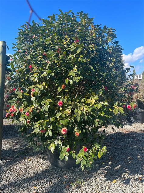 CAMELLIA JAPONICA - Elika Botanik